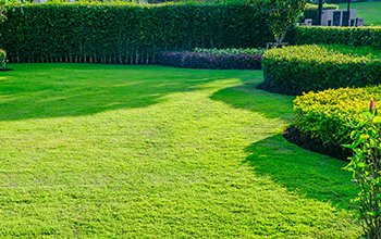 manicured lawn