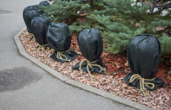 Shrubs warped with tarp in order to protect them from low temperatures.