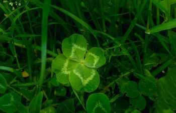 four-leaf clover