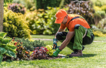 gardener takes care of the flowers in the garden