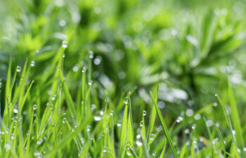 dew drops on the grass