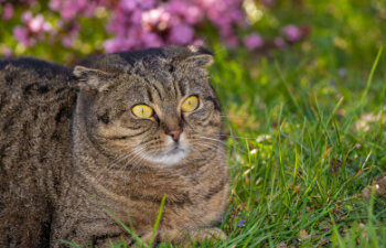 gray cat in a sunny blooming garden