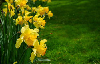 yellow flowers in garden