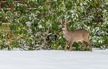 brown female roe deer standing in white snow in front of a green bush covered with snow