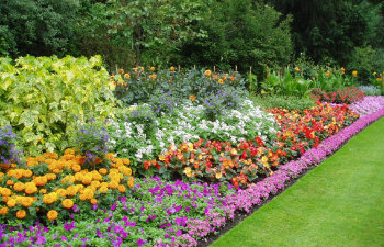 bed of flowers