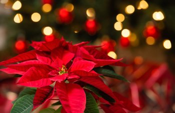 A vibrant red poinsettia flower with green leaves in focus, set against a blurred background of warm yellow lights and red ornaments, creating a festive holiday atmosphere.